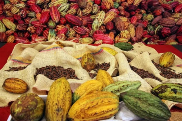 Cacao camerounais génère 400milliards de FCFA