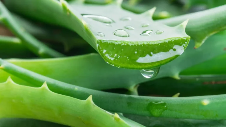 Aloe Vera: Allié Beauté ou Piège Santé ?