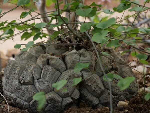 Pillage d’Ecosystème: une Crise Sans Précédent