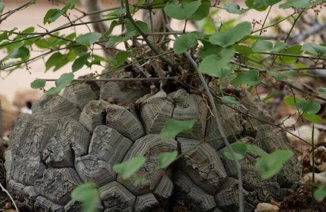 Pillage d’Ecosystème: une Crise Sans Précédent