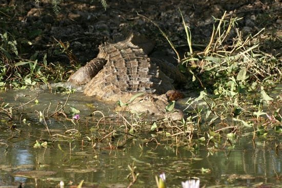 Niokolo-Koba: un retrait sur la Liste UNESCO du Patrimoine en Péril