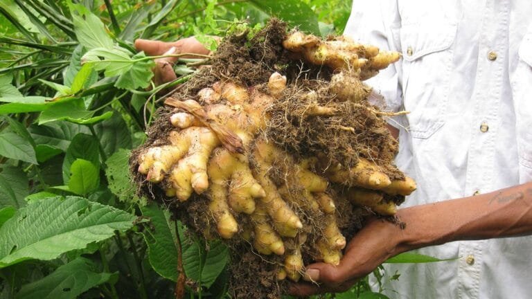 Cameroun: Place à la Culture du Gingembre